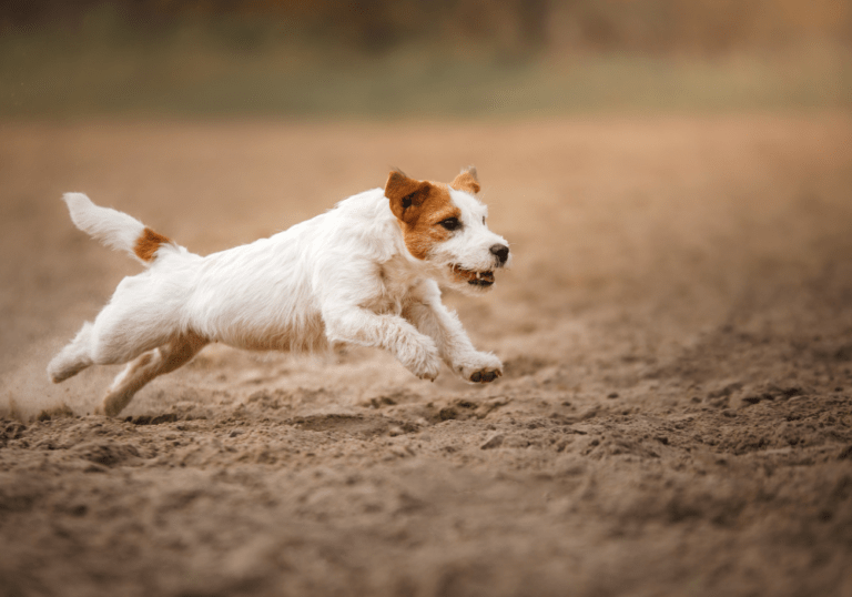 The Ultimate Guide to Dog Joint Supplements for Small Breeds