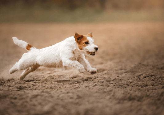 The Ultimate Guide to Dog Joint Supplements for Small Breeds